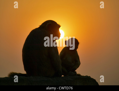 ZWEI AFFEN-AT GALTA TEMPEL IN DEN SONNENUNTERGANG Stockfoto