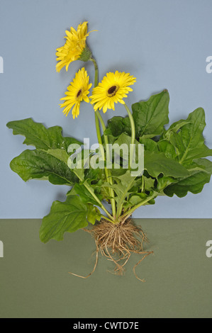 Gerbera-Pflanze mit gelben Blüten, Blätter und Wurzeln ausgesetzt Anlagenstruktur zeigen Stockfoto
