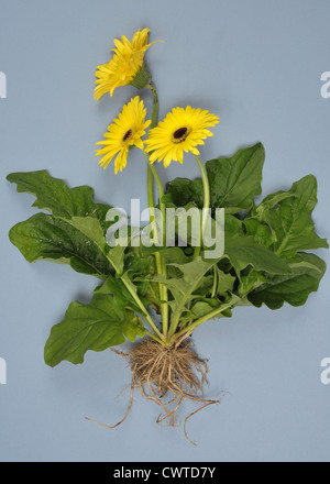 Gerbera-Pflanze mit gelben Blüten, Blätter und Wurzeln ausgesetzt Anlagenstruktur zeigen Stockfoto