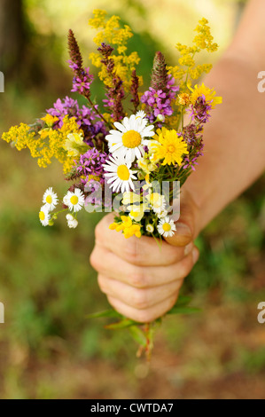 Wildblumen Stockfoto