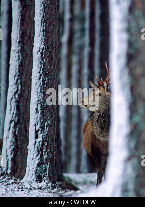 RED DEER UNTERSTÄNDE AUS SCHNEE STURM UNTER PINIEN, CAIRNGORM MOUNTAINS, SCHOTTLAND. Stockfoto