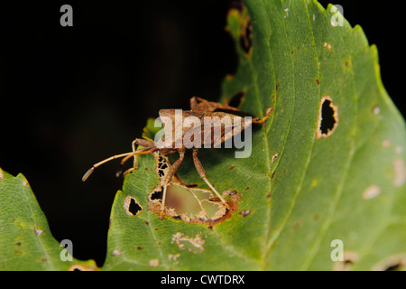 Dock-Fehler (Coreus Marginatus) auf einem Blatt Stockfoto