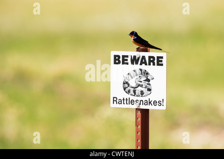 Eine Schwalbe sitzt auf einem Schild mit Klapperschlangen in den South Dakota Badlands. Stockfoto
