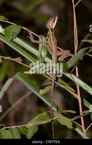 Brauner Basilisk oder gestreiften Basilisk - in der Nähe von Basiliskos Vittatus am Jardin Botanico Puerto Morelos, Mexiko Stockfoto