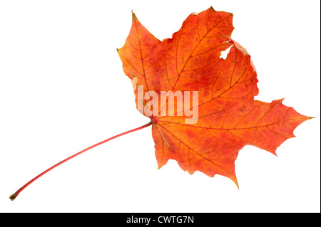 Im Herbst rotes Ahornblatt auf weißem Hintergrund Stockfoto