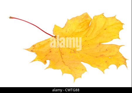 Gelbe Herbst Ahornblatt auf weißem Hintergrund Stockfoto