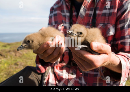 Zwei große Skua Küken gehalten von einem Forscher auf Fair Isle Stockfoto