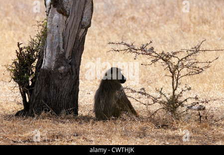 Erwachsenen Gelbe Pavian (Papio Cynocephalus), das Selous Game reserve Tansania Afrika Stockfoto