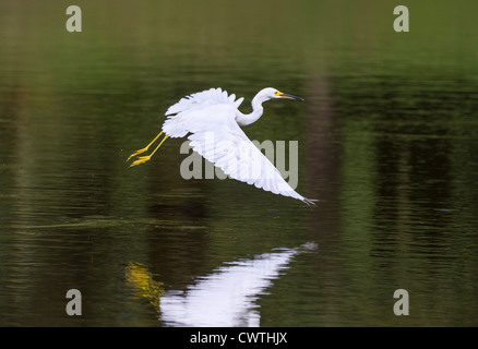 Snowy Silberreiher (Egretta unaufger) fliegen über einem See (South Carolina, USA). Stockfoto