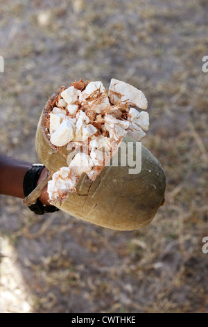 Eine Frucht der afrikanischen Baobab-Baum geöffnet, um das essbare innere, Selous Tansania Afrika zeigen Stockfoto