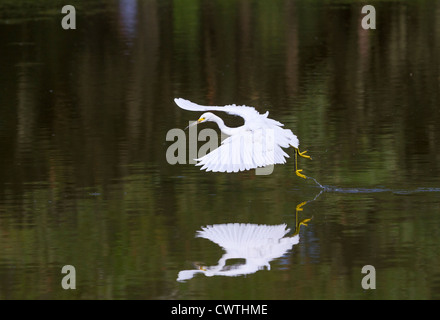 Snowy Silberreiher (Egretta unaufger) fliegen über einem See (South Carolina, USA). Stockfoto