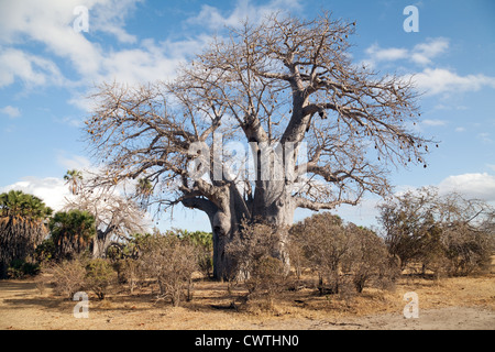 Afrikanische Baobab-Baum (Adansonia Digitata), das Selous Game Reserve, Tansania Afrika Stockfoto