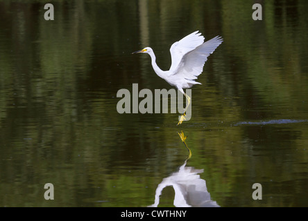 Snowy Silberreiher (Egretta unaufger) tanzen auf dem Wasser (South Carolina, USA). Stockfoto