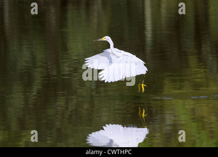 Snowy Silberreiher (Egretta unaufger) fliegen über einem See (South Carolina, USA). Stockfoto