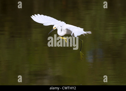 Snowy Silberreiher (Egretta unaufger) fliegen über einem See (South Carolina, USA). Stockfoto