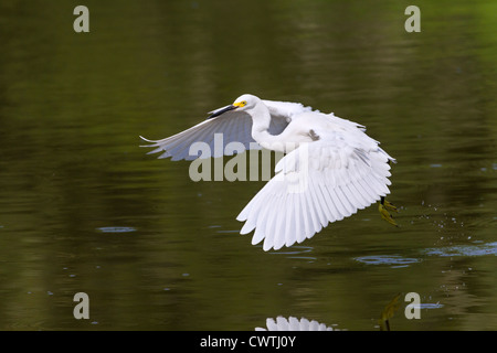 Snowy Silberreiher (Egretta unaufger) fliegen über einem See (South Carolina, USA). Stockfoto