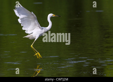 Snowy Silberreiher (Egretta unaufger) tanzen auf dem Wasser (South Carolina, USA). Stockfoto