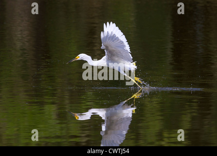 Snowy Silberreiher (Egretta unaufger) tanzen auf dem Wasser (South Carolina, USA). Stockfoto