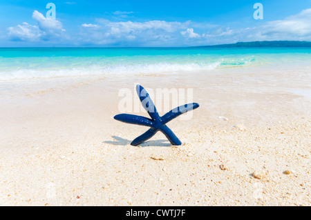 blauen Muscheln im Sand an einem tropischen Strand stehen Stockfoto