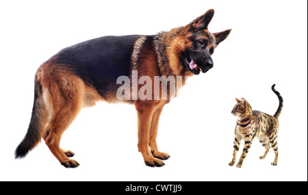 reinrassiger Deutscher Schäferhund und Bengal Kätzchen auf weißem Hintergrund Stockfoto