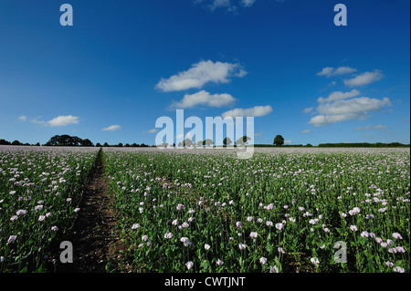 Mohn an einem Sommertag. Stockfoto