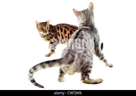 Porträt von Bengal Rassekatzen auf weißem Hintergrund, Fokus auf die Tannen-Katze Stockfoto