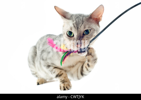 Porträt einer spielenden Bengal-Katze auf weißem Hintergrund Stockfoto