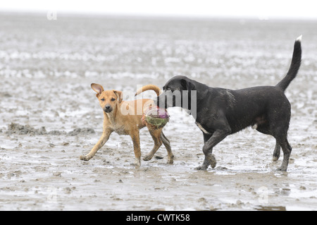 2 Mischlinge Stockfoto