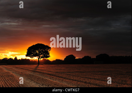 Meon Valley Weizenfeld. Stockfoto