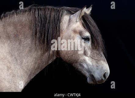 schottische Rasse Pony auf schwarzem Hintergrund Stockfoto