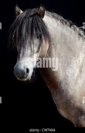 schottische Rasse Pony auf schwarzem Hintergrund Stockfoto