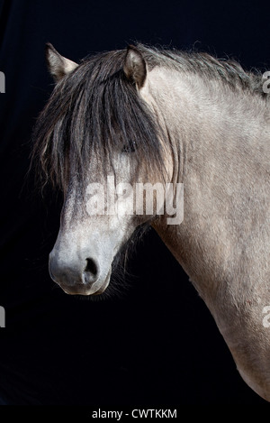 schottische Rasse Pony auf schwarzem Hintergrund Stockfoto