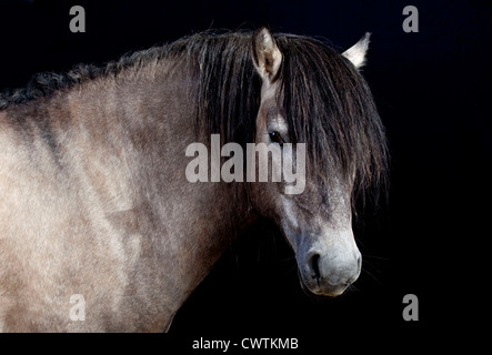 schottische Pony auf schwarzem Hintergrund Stockfoto