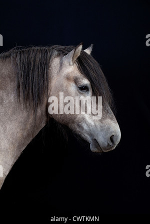 schottische Pony auf schwarzem Hintergrund Stockfoto