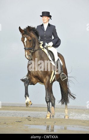 Frau reitet Holsteiner Warmblut Stockfoto