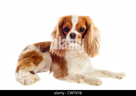 junge Blenheim Cavalier king Charles vor weißem Hintergrund Stockfoto