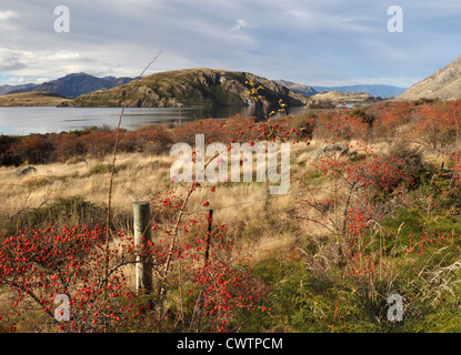 Wilde rote Hagebutten Sträucher und Beeren im Herbst an den Ufern des Lake Wanaka in Central Otago, Neuseeland. Stockfoto