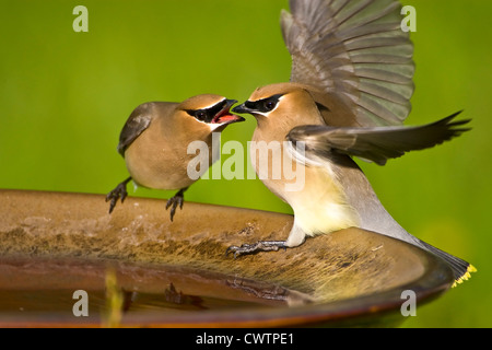 Cedar Seidenschwänze kämpfen auf eine Vogeltränke Stockfoto