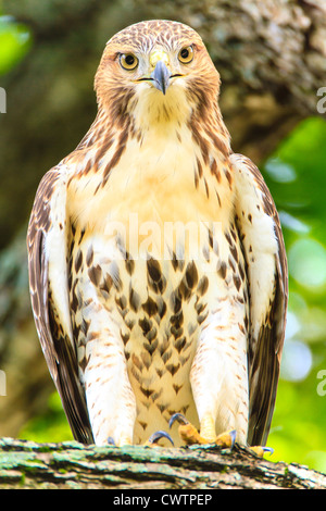 Licht, Morph Red-tailed Hawk Darsteller Stockfoto