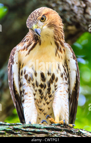 Leichte Morph rot - angebundener Falke Stockfoto