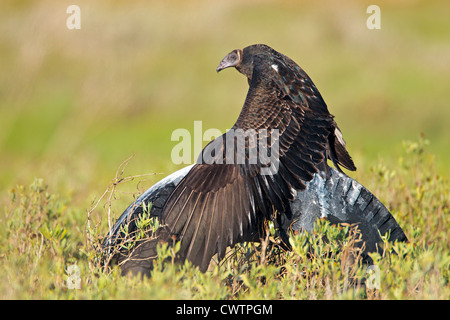 Ein Türkei-Geier warten auf einen alten Reifen Stockfoto
