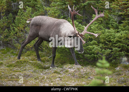 Woodland Caribou auf Nahrungssuche im Jasper National Park. Stockfoto