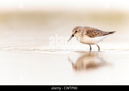 Isolierte Western Sandpiper, Nahaufnahme. Stockfoto