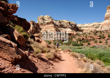 Wandern in Lower Calf Creek Falls, Grand Staircase Escalante National Monument in Utah Stockfoto