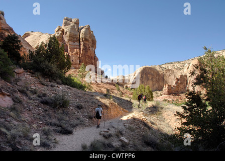 Wandern in Lower Calf Creek Falls, Grand Staircase Escalante National Monument in Utah Stockfoto