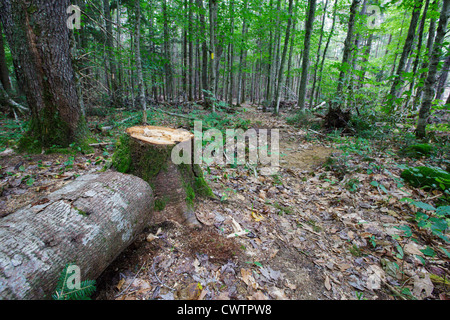 Trail Stewardship - Pine Island Trail in Lincoln, New Hampshire, USA. Stockfoto