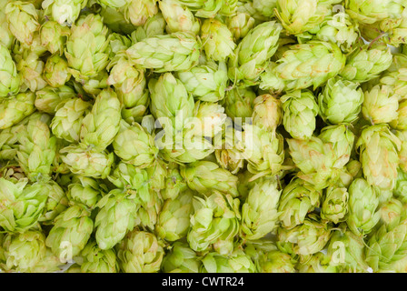 Hop-Textur Stockfoto