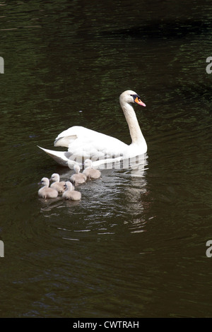 Mutter Schwan mit cygnets Stockfoto