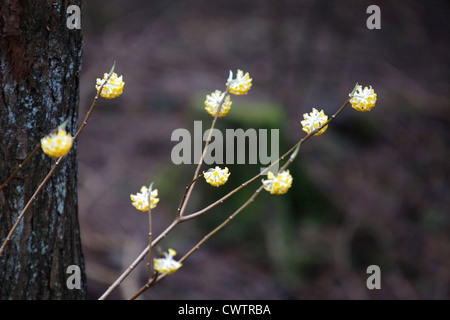 Edgeworthia Chrysantha in einem Wald Cryptomeria Japan Stockfoto