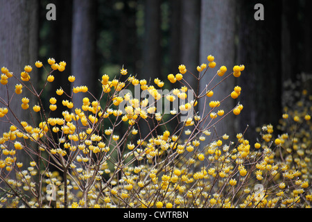 Edgeworthia Chrysantha in einem Wald Cryptomeria Japan Stockfoto